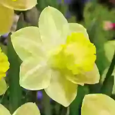 Pistachio